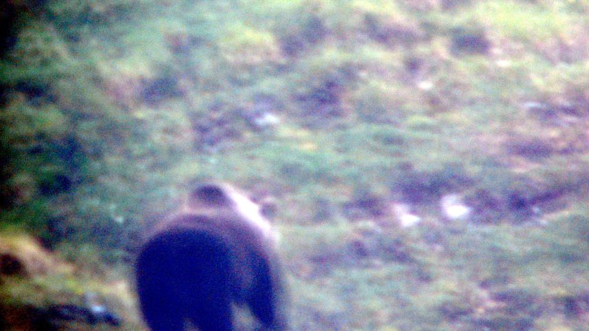 Das erste Bild von JJ2 alias Lumpaz. Foto: Schweizerischer Nationalpark