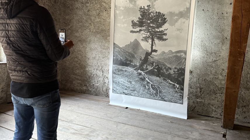 Il bösch da Tamangur. fotografia: Fadrina Hofmann