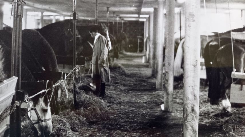 Im Stall waren die Pferde noch nebeinander angebunden, heute hat jedes Pferd seine Box. Foto: Duri Casty