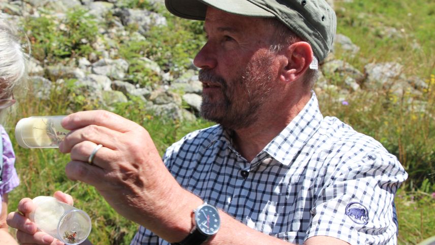 In den Insektengläsern von David Jenny sind Grosse Höckerschrecken. Oben posiert dabei ein Männchen, unten ein Weibchen.