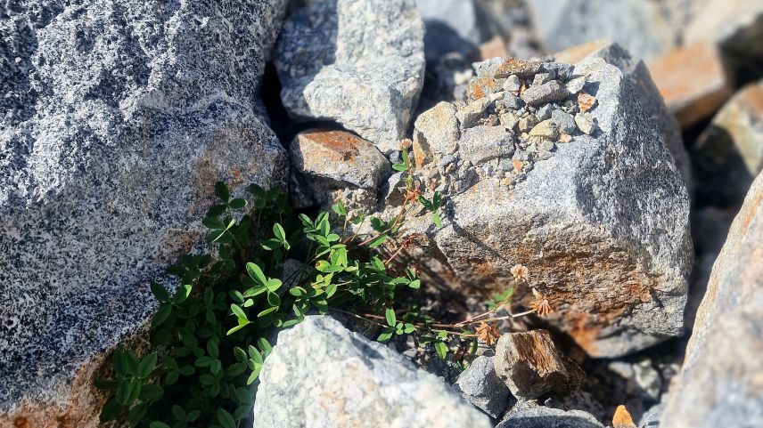 Der Bleiche Klee wächst bereits wieder auf dem Sturzmaterial. Foto: M. de La Harpe