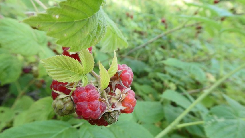 Aus der Himbeere lassen sich viele feine Sachen machen. Foto: Jürg Baeder