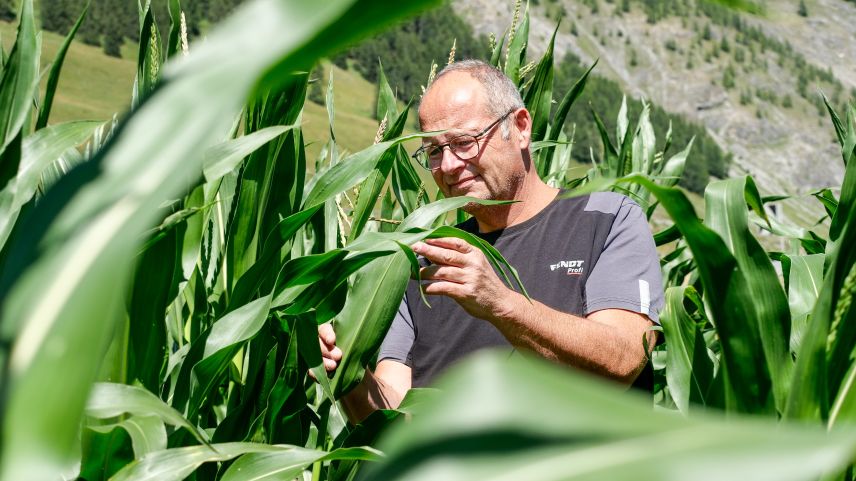 Arno Gabriel aus S-chanf hat heuer den Versuch gewagt, zwischen S-chanf und Zuoz Futtermais anzupflanzen.