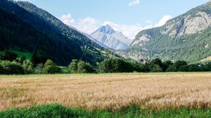 Wie andernorts im Engadin reifen heuer auch rund um Zernez verschiedene Getreidesorten und prägen damit das 
Landschaftsbild. Hier Futtergerste vor der Kulisse des Piz Linard. Fotos: Jon Duschletta