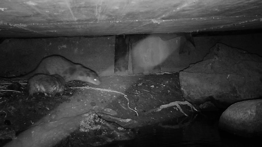 Foto: Amt für Jagd und Fischerei