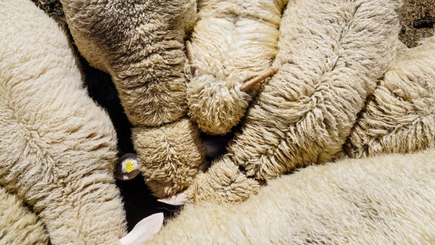 Die Schafe wurden ins Tal transportiert. Symbolbild: Jon Duschletta