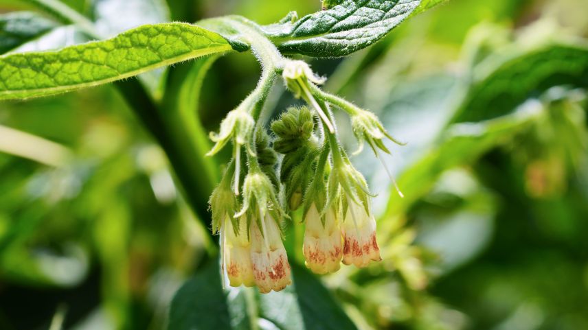 Typisch sind die gebogenen Blütenstände des Beinwells. Foto: Jürg Baeder