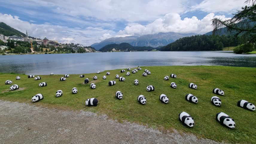 50 Pandabären aus Pappmaché machten am Mittwoch am Ufer des St. Moritzersees Werbung für den WWF Graubünden und sein 50-Jahr-Jubiläum. Foto: Beat Deplazes/WWF Graubünden