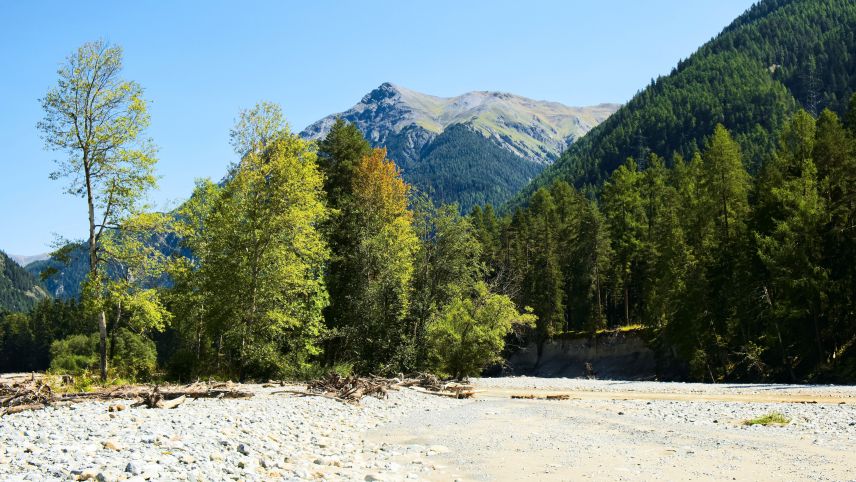Mit Birgit Kohl gibt es an der Aue einiges zu entdecken: Ein Langfühler-Heuschreckenweibchen, ein Admiral, deutscher Enzian, ein «Seehund» aus Totholz oder eine Kurzfühler-Heuschrecke. Fotos: Barbara Esther Siegrist