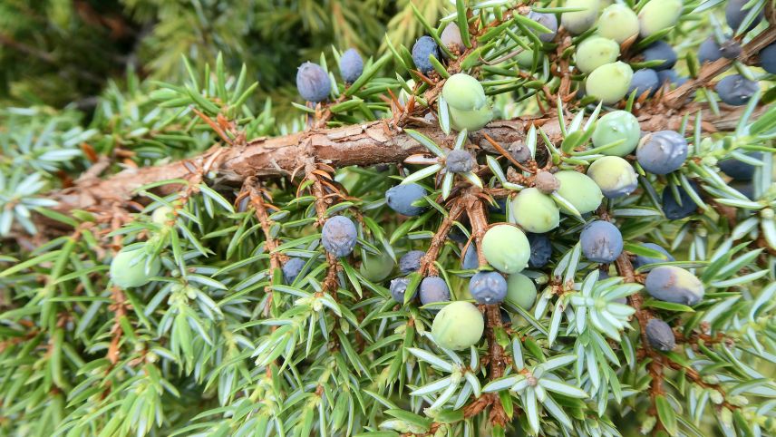 Die reifen, dunkelblauen Beeren des Wacholders – geschätzt als Gewürz und als Grundlage für Gin. Fotos: Jürg Baeder
