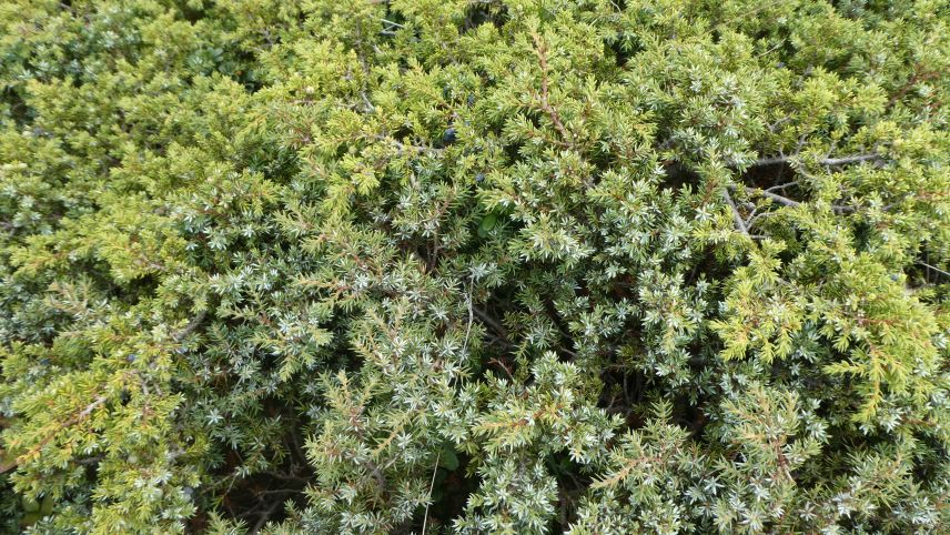 In der Region wächst Wacholder typischerweise am Strauch. 