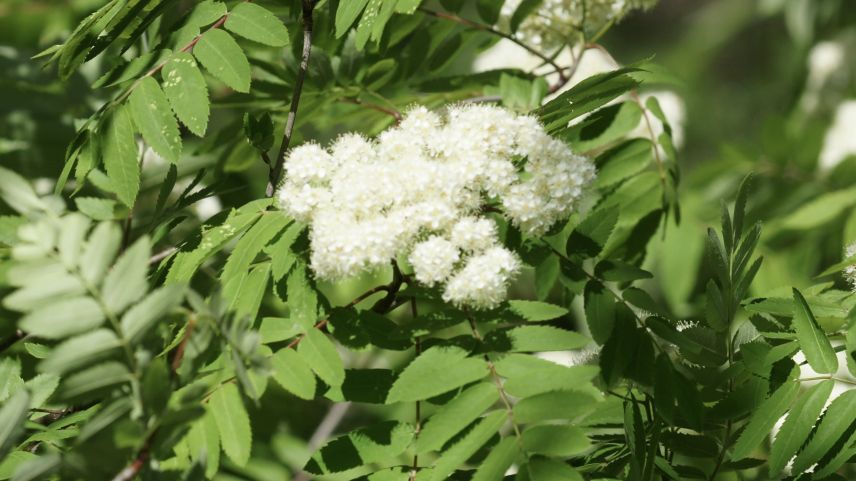 Riechen unangenehm und aufdringlich: die Blüten der Vogelbeere.