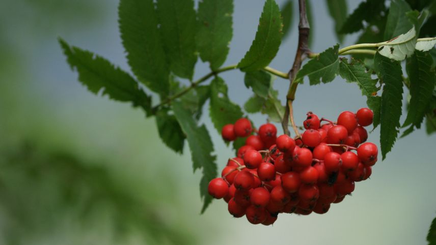 Aus den Beeren werden Marmelade, Säfte und Kompotte hergestellt. Fotos: Jürg Bäder