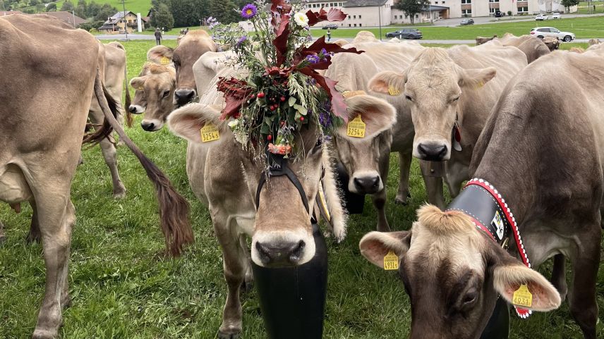 Las vachas sun tuornadas a chasa. fotografia: David Truttmann/FMR