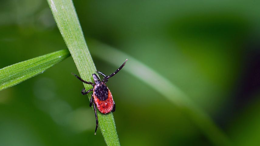 Zechas prefereschan territoris cun ün clima ümid ed amabel. fotografia: Michael Figiel/CC BY 2.0