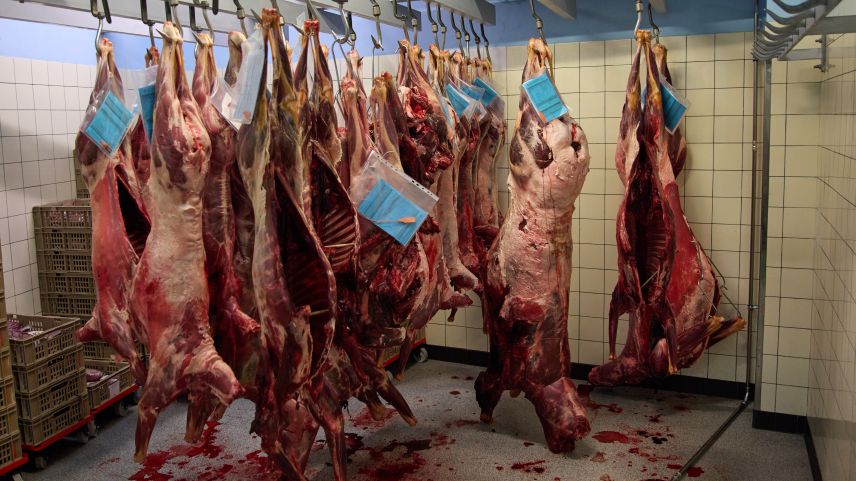 Tanter 600 e 700 bes-chas fan in media fermada illa chombra fraida da Hatecke dürant la stagiun da chatscha.