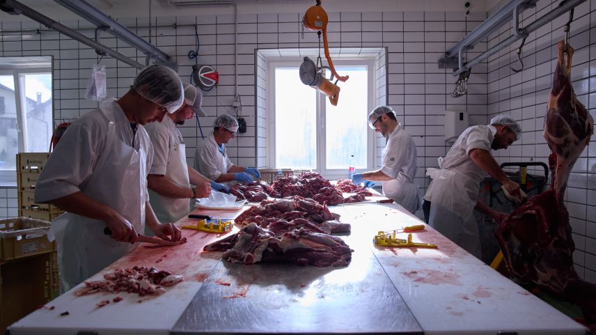 Il temp da chatscha es il temp il plü intensiv illa bacharia Hatecke a Scuol. Fin 700 tschiervis, chavriöls e chamuotschs elavuran ils bachers in quel temp. fotografias: Michael Steiner/fmr