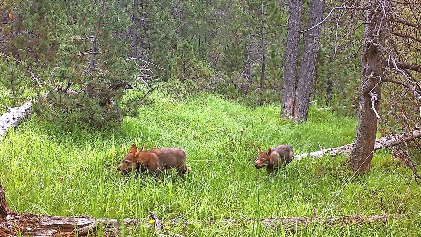 Il tröp da lufs dal 2024 domicilià sül Pass dal Fuorn e dimena per part eir i’l territori dal Parc Naziunala Svizzer. Malgrà critica e petiziun es quel tröp gnü eliminà dürant l’ultima fasa da regulaziun. fotografia: Parc Naziunal Svizzer