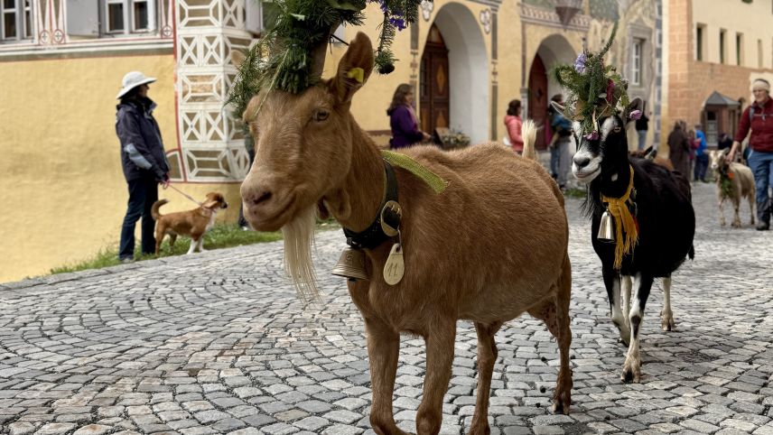 Die Rückkehr der Ziegen. Foto: Fadrina Hofmann