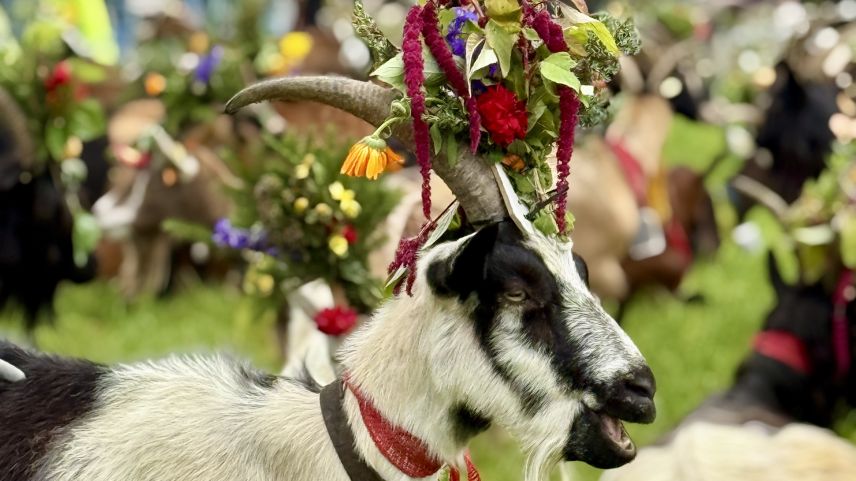 Die Rückkehr der Ziegen. Foto: Fadrina Hofmann