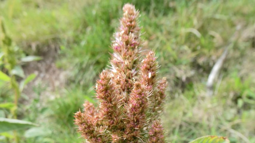 Der Zurückgekrümmte Fuchsschwanz mit seinem auffälligen Blütenstand. Foto: Jürg Baeder