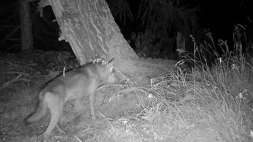 Symbolbild: Amt für Jagd und Fischerei Graubünden