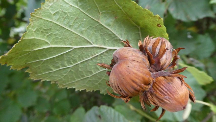 Von Menschen und Eichhörnchen gleichermassen begehrt: die Haselnuss. Foto: Jürg Baeder