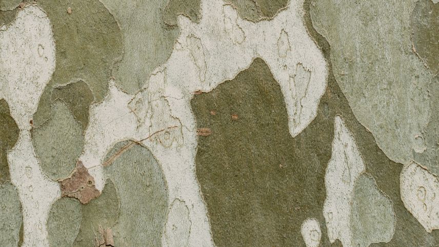 Zwischen dem 15. Oktober und dem 20. November kommt es im Raum S-chanf zu vermehrtem Schiesslärm und erhöhtem Flugbetrieb. Foto: Gabriella Clare Marino / Unsplash