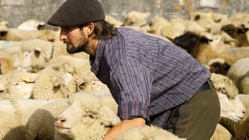 Impressionen der Schafscheide in Ftan. Foto: Barbara Esther Siegrist