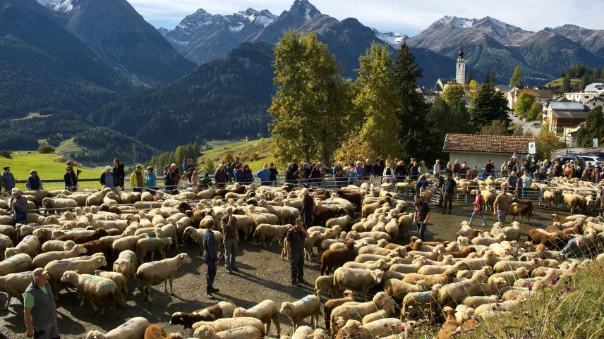 Impressionen der Schafscheide in Ftan. Foto: Barbara Esther Siegrist