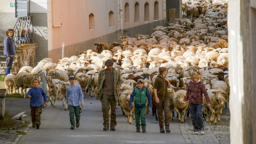 Impressionen der Schafscheide in Ftan. Foto: Barbara Esther Siegrist