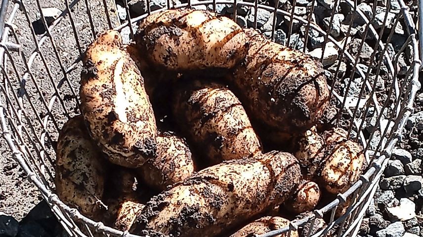 La plü gronda mailinterra daja a Susch (fotografia: Elena Denoth).