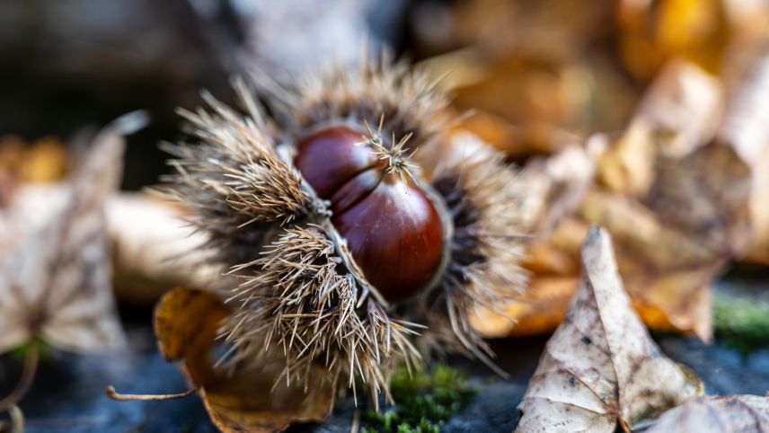 Kastanienzeit. Foto: Marco Rubin