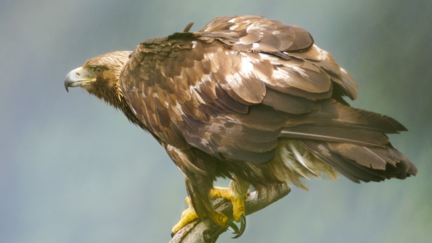 Die kräftigen Füsse dieses Steinadlerweibchens sind fähig, Beutetiere bis zur Grösse eines Rehs zu schlagen. Foto: David Jenny, Val Tasna