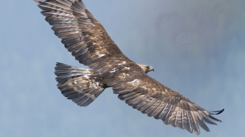 Steinadler wissen auch kleinste Aufwinde für ihren Segelflug zu nutzen. Foto: David Jenny, Val Tasna