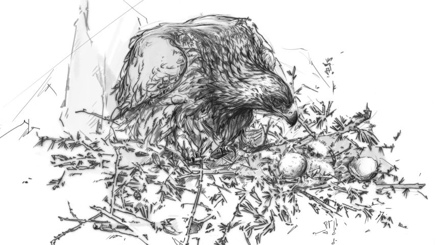 Adlermutter und frisch geschlüpfter Jungvogel. Illustration: Lea Gredig