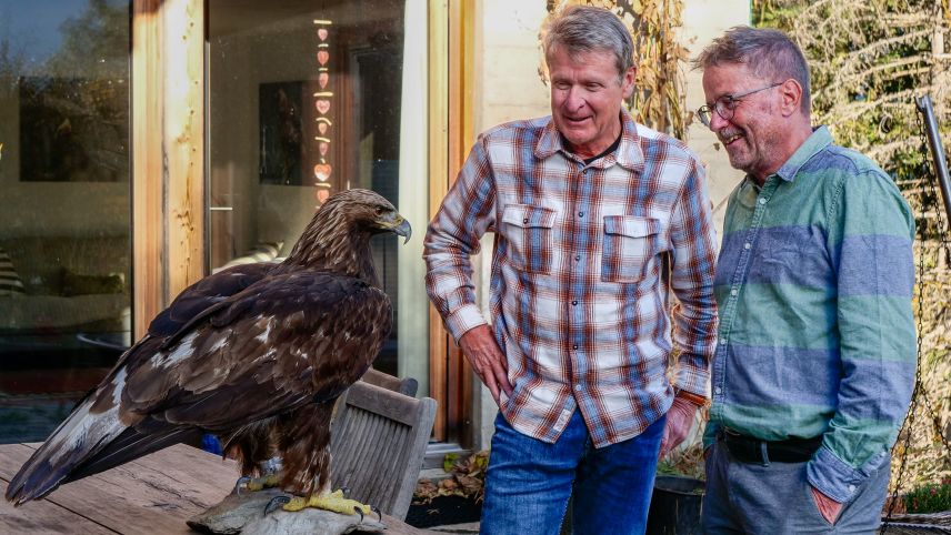 Heinrich Haller (links) und David Jenny betrachten einen präparierten Steinadler der 2014 als Nestling im Avers beringt wurde und 2016 in der Val Tuoi bei einem Kampf mit einem Altersgenossen schwer verletzt wurde. Foto: Jon Duschletta