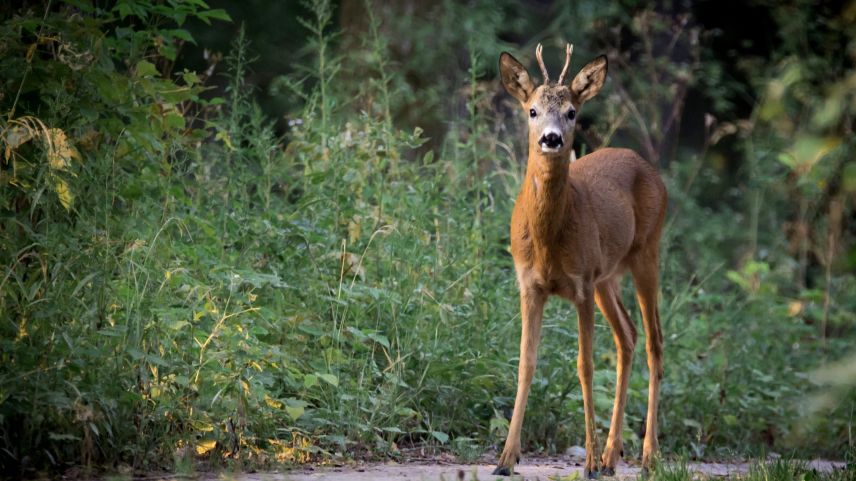 Rehe bringen den Scheinwerfer nicht mit einem herannahenden Auto in Verbindung und erkennen daher auch nicht die unmittelbare Gefahr. 
Foto: Susy Utzinger, Stiftung für Tierschutz