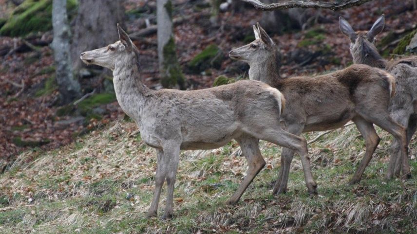 Vor allem Hirsch-Jägerinnen und -jäger waren während der Bündner Hochjagd 2025 erfolgreich. Foto: Amt für Jagd und Fischerei Graubünden