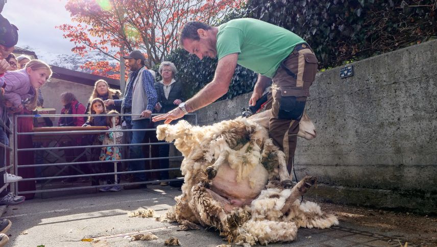 Der Tag des nachhaltigen Textilhandwerks machte am Samstag in Poschiavo auch die Schafschur hautnah erlebbar – als erste Phase der Wolle auf ihrem Weg zum Garn.