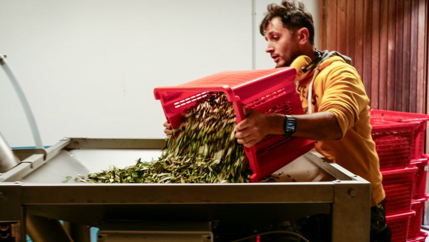 Bruno Iseppi kippt frisch geerntete Oliven in die Sortier- und Waschanlage.
