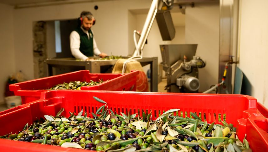 Die Neo-Produzenten von Olivenöl "100% Valposchiavo", Nicolò Paganini und Tiziano Iseppi, dürfen seit drei Jahren auf die Unterstützung des Profis zählen: Luca Ferretti aus Darfo in der Provinz Brescia.