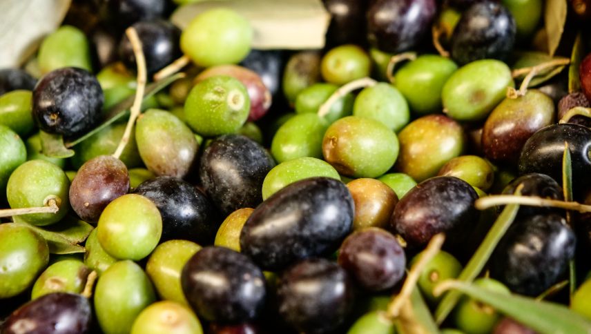 Rund 300 Olivenbäume aus toskanischer Provenienz, aufgeteilt in drei verschiedene Olivensorten, wachsen und reifen auf den Geländeterrassen von Campascio.