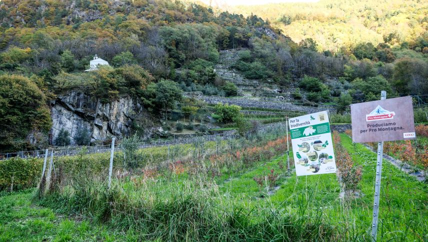 Anbau und Ernte von Oliven und Beeren erfolgt bei der Piccoli Frutti Valposchiavo GmbH im terrassierten, steilen Gelände in Campascio von Hand. Oben links die kleine Kirche Sant'Antonio da Padova. Fotos: Jon Duschletta