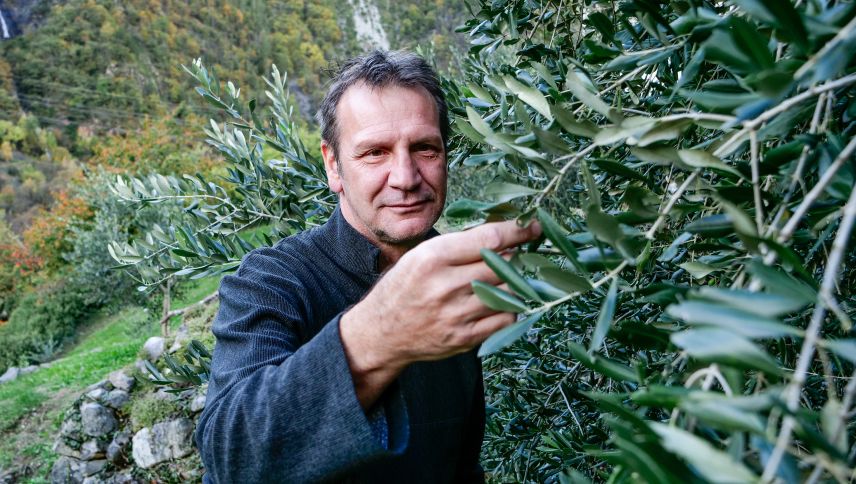 Nicolò Paganini im Olivenhain ob Campascio in der Valposchiavo.