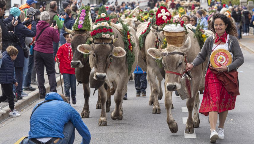 Der Alpabzug Celerina ist ein Publikumsmagnet. Foto: Archiv/Daniel Zaugg
