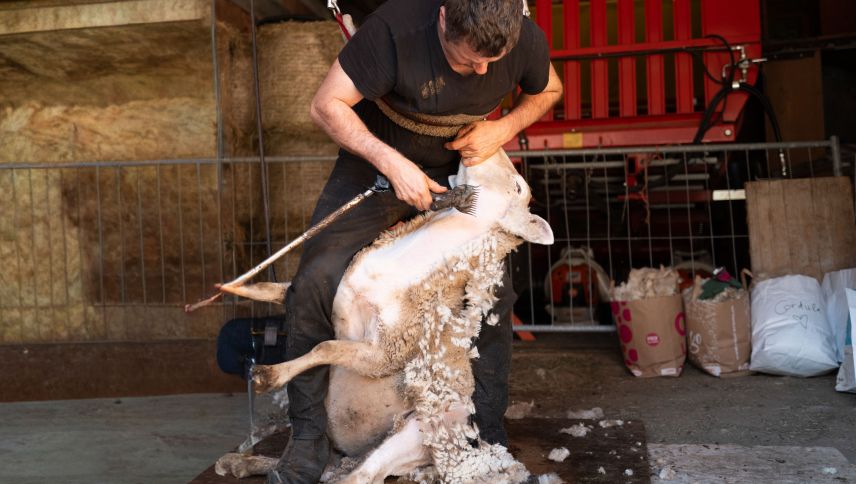 Schafscherer Emanuel Gulde in Aktion. Foto: Mayk Wendt
