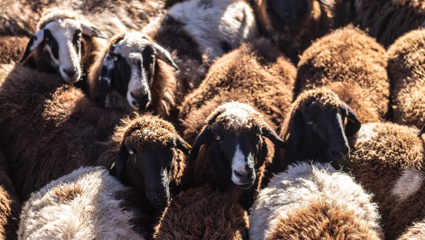 Vor zwei Wochen fand in Tarasp die Herbstschur der Schafe statt. Foto: Mayk Wendt