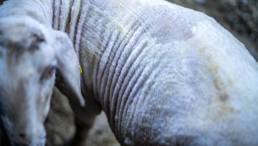 Nach wenigen Minuten das fertige Resultat. Foto: Mayk Wendt