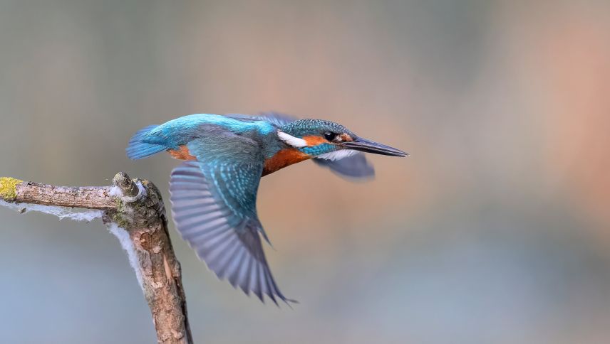 Mit seinem leuchtenden Gefieder und seiner furchtlosen Jagdtechnik ist der Eisvogel einer der beliebtesten Vögel der Schweiz. Foto: Beat Rüegger
